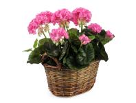 Zdjęcie: Kosz z uchwytami HC08230.S okrągły TIN TOURS