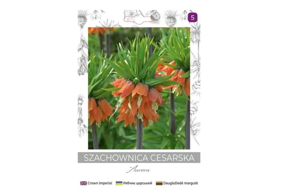 Zdjęcie: Szachownica cesarska Aurora pomarańczowa 1 sztuka W.LEGUTKO