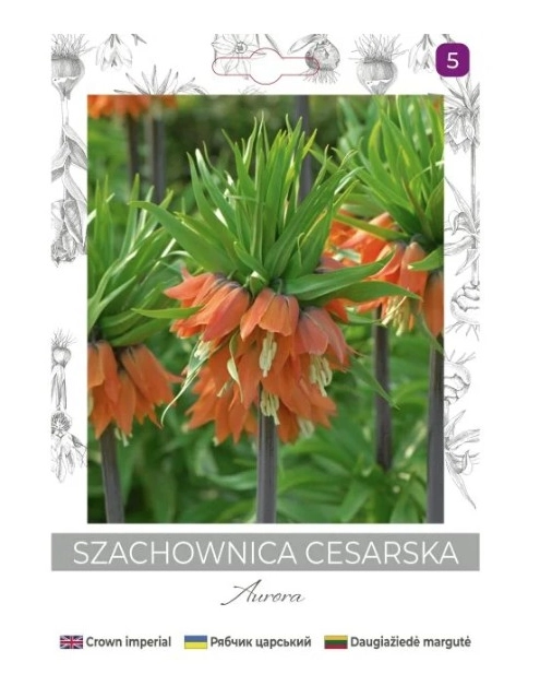 Zdjęcie: Szachownica cesarska Aurora pomarańczowa 1 sztuka W.LEGUTKO