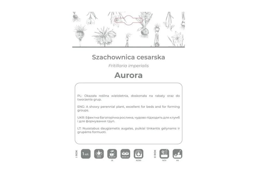 Zdjęcie: Szachownica cesarska Aurora pomarańczowa 1 sztuka W.LEGUTKO