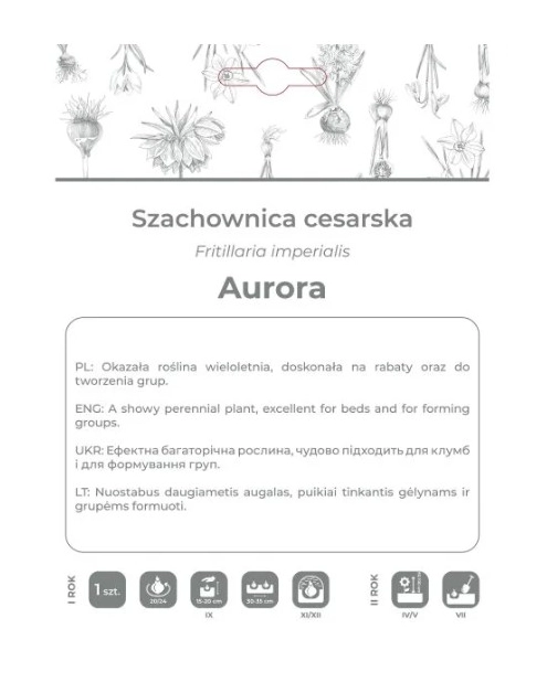 Zdjęcie: Szachownica cesarska Aurora pomarańczowa 1 sztuka W.LEGUTKO