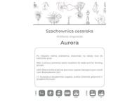 Zdjęcie: Szachownica cesarska Aurora pomarańczowa 1 sztuka W.LEGUTKO