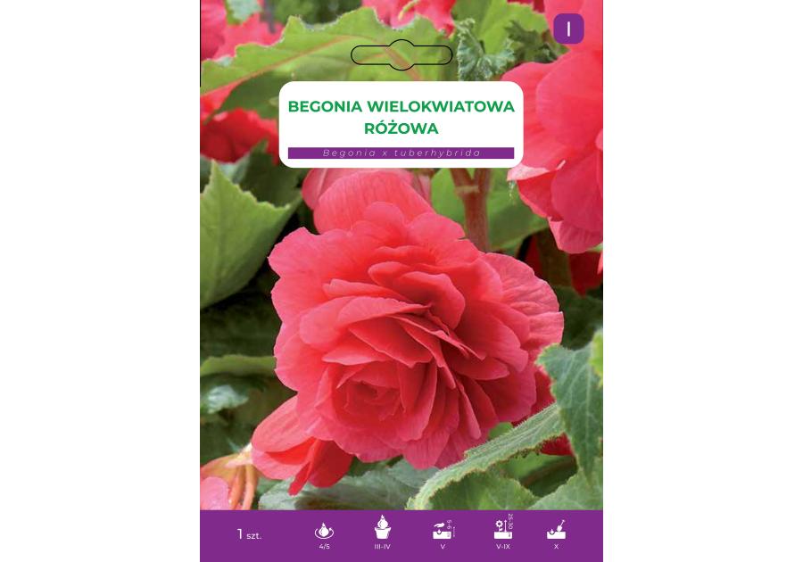 Zdjęcie: Begonia bulwiasta Pink LEGUTKO