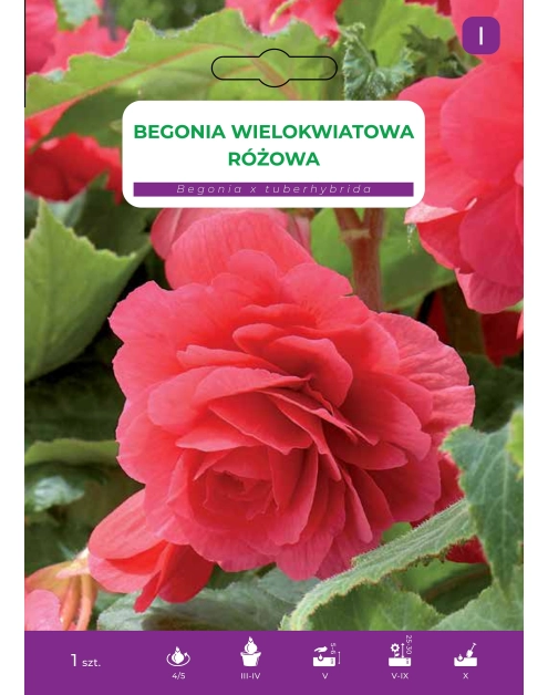 Zdjęcie: Begonia bulwiasta Pink LEGUTKO