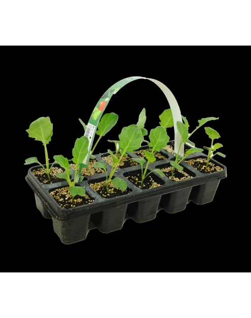 Zdjęcie: Sadzonki pikowane kapusty białej 10 szt. 4 FLOWER