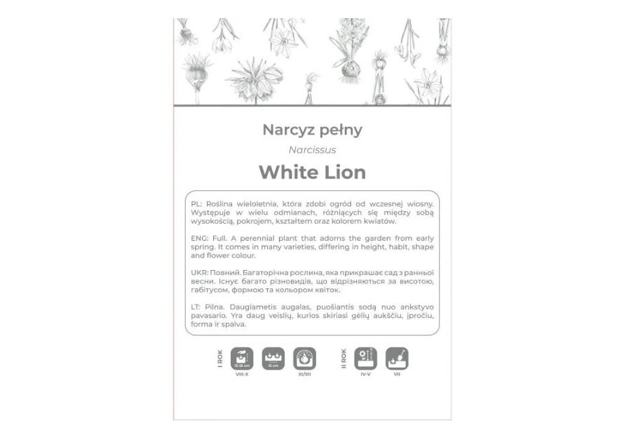Zdjęcie: Narcyz White Lion biały z żółtym środkiem 3 sztuki W.LEGUTKO