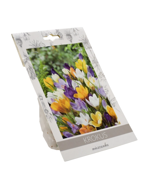 Zdjęcie: Krokus mieszanka W.LEGUTKO
