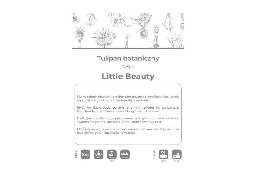 Zdjęcie: Tulipan Little Beauty purpurowy 5 sztuk W.LEGUTKO