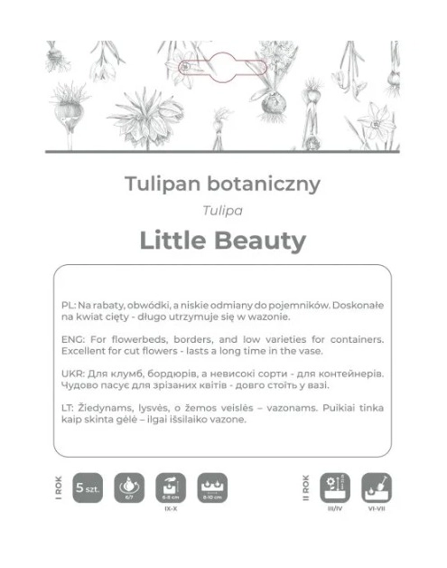 Zdjęcie: Tulipan Little Beauty purpurowy 5 sztuk W.LEGUTKO