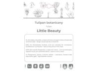 Zdjęcie: Tulipan Little Beauty purpurowy 5 sztuk W.LEGUTKO
