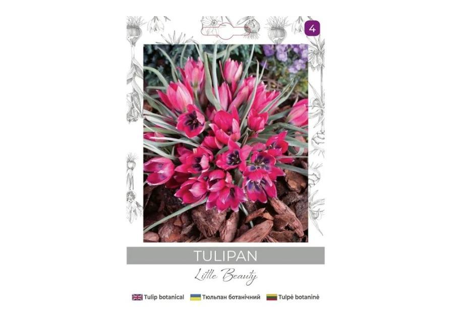 Zdjęcie: Tulipan Little Beauty purpurowy 5 sztuk W.LEGUTKO