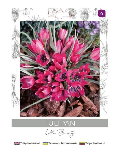 Zdjęcie: Tulipan Little Beauty purpurowy 5 sztuk W.LEGUTKO
