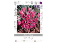 Zdjęcie: Tulipan Little Beauty purpurowy 5 sztuk W.LEGUTKO