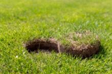 Najczęstsze choroby trawnika – jak im przeciwdziałać