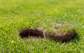 Najczęstsze choroby trawnika – jak im przeciwdziałać