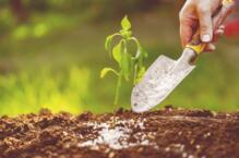 Czym zakwasić ziemię?