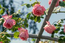 Róża ogrodowa – odmiany, wymagania, pielęgnacja, uprawa