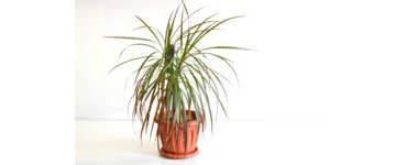 Dracena  choroby i szkodniki. Kiedy dracena gubi licie?