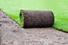 Trawnik z rolki – czy warto
