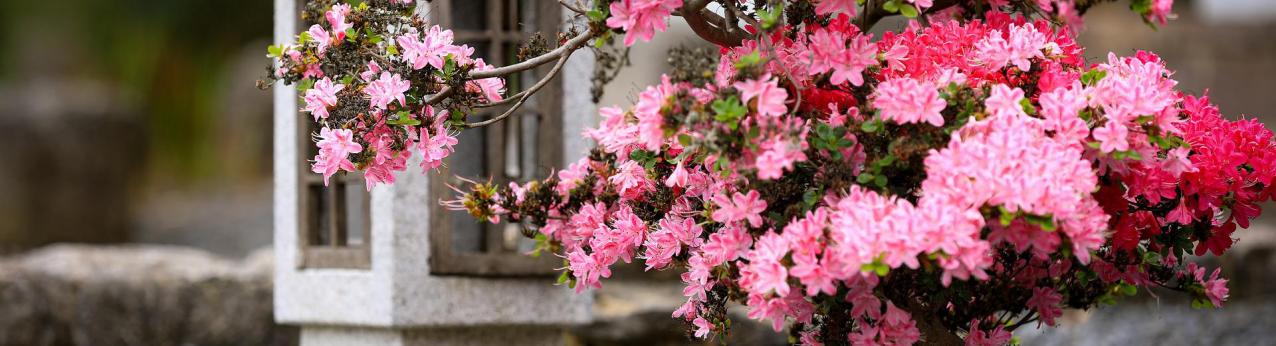 Ogród w stylu japońskim - jak założyć i pielęgnować?