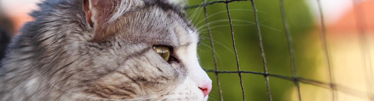 Siatka na balkon dla kota – zabezpiecz swoich domowych pupili