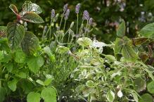 Bukiet z pietruszką - Kompozycje roślinne z ziołami