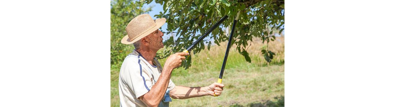 Jak przycinać i szczepić drzewka owocowe ?