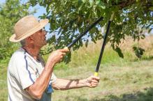 Jak przycinać i szczepić drzewka owocowe ?