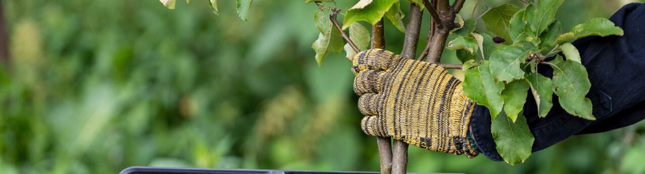 Jaki rozdrabniacz do gałęzi wybrać?