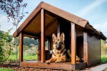 Buda dla psa – jak zbudować budę dla psa pilnującego domu 