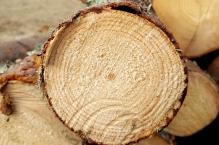 Czym powinno się charakteryzować dobre drewno budowlane?