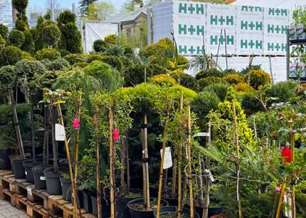 Wielka dostawa nowych roślin i drzewek w Mrówce Starachowice