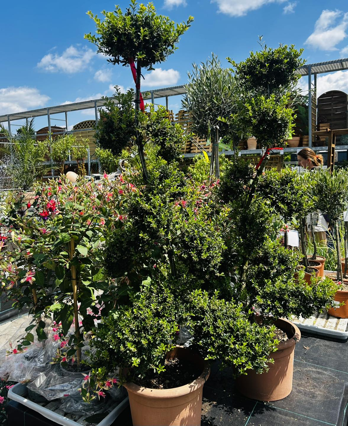 PSB Mrówka Niepołomice