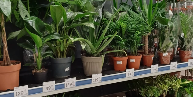 Zdjęcie: HFTRADECO RAFAŁ HERZYK SPÓŁKA KOMANDYTOWA